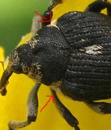 Madonie: Mononychus punctumalbum su Iris pseudacorus